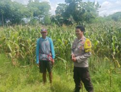 Jagung Varietas NK JAGO di Rasabou Dipantau Polisi, Estimasi Panen Capai 6 Ton