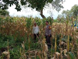 Pantau Panen Jagung Warga, Bhabinkamtibmas Desa Kampasi Meci Dukung Ketahanan Pangan Nasional