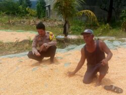 Pantau dan Dampingi Penjemuran Jagung Warga, Wujudkan Ketahanan Pangan Menuju Indonesia Emas 2045