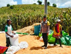 Dampingi Petani Jemur Jagung, Bhabinkamtibmas Desa Matua Perkuat Ketahanan Pangan