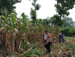Pendampingan Polisi di Lahan Jagung, Wujud Nyata Dukungan Ketahanan Pangan