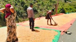 Dukung Indonesia Emas 2045, Polsek Woja Aktif Dampingi Petani Jagung