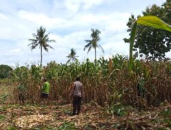 Bhabinkamtibmas Jadi Motor Penggerak Ketahanan Pangan di Desa Kampasi Meci