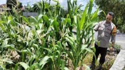 Aksi Nyata Bhabinkamtibmas Labuapi Dampingi Petani Jagung