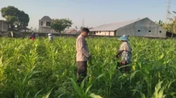 Polsek Labuapi Dorong Petani Kuranji Dalang Capai Swasembada Pangan