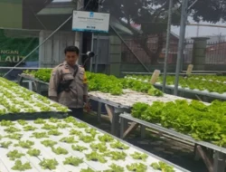 Lahan Sempit Jadi Cuan, Warga Desa Bengkel Sulap Pekarangan Jadi Kebun Hidroponik Produktif