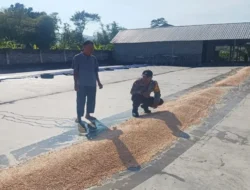 Bhabinkamtibmas Lombok Barat Pantau Proses Pasca Panen Jagung di Gerung
