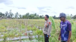 Personel Polsek Terara Sambangi Petani dan Monitoring Tanaman Cabai di Desa Sukadana