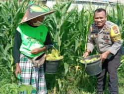 Bhabinkamtibmas Bagik Polak Barat Terjun ke Dusun Jogot, Motivasi Petani Jagung Perkuat Stok Pangan