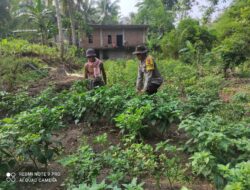 Bhabinkamtibmas Desa Setuta Ajak Warga Manfaatkan Pekarangan Rumah untuk Ketahanan Pangan
