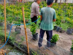 Bhabinkamtibmas Desa Sukaraja Ajak Warga Manfaatkan Pekarangan untuk Tanam Cabai dan Apotek Hidup