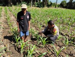 Bhabinkamtibmas Pringgabaya Cek Tanaman Jagung dan Sampaikan Himbauan Kamtibmas kepada Petani