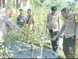 Kapolsek Sakra Monitoring Ketahanan Pangan Tanaman Tomat dan Cabai di Desa Sakra