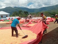 Dampingi Petani Jagung di Desa Binaannya, Bhabinkamtibmas Polsek Woha Dukung Penuh Program Ketahanan Pangan Nasional