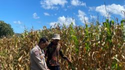 Bhabinkamtibmas Desa Tongo Dampingi Petani Jagung, Dukung Ketahanan Pangan