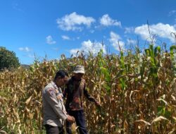Bhabinkamtibmas Desa Tongo Dampingi Petani Jagung, Dukung Ketahanan Pangan