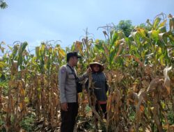 Bhabinkamtibmas Polsek Pekat Pantau Lahan Jagung Warga, Dukung Ketahanan Pangan Nasional