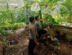 **Bhabinkamtibmas Desa Lamusung Dampingi Warga Kelola Lahan Pangan Bergizi**
