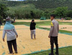 Panen Jagung Siap Dikemas, Bhabinkamtibmas Pastikan Proses Berjalan Aman