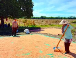 Sinergi Polisi dan Petani di Pekat, Hasil Panen Dikawal Hingga ke Bulog