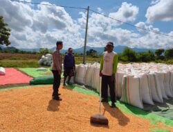 Pemantauan Penjemuran dan Pengepakan Jagung Oleh Bhabinkamtibmas Desa Jambu