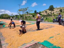 Bhabinkamtibmas Desa Bara Aktif Dampingi Petani, Dorong Pemanfaatan Lahan dan Penyaluran Hasil Panen ke Bulog