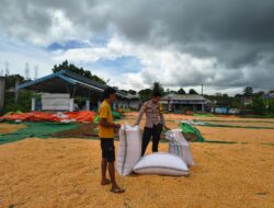 Lakukan Pemantauan Panen Jagung, Dukung Program Ketahanan Pangan Nasional