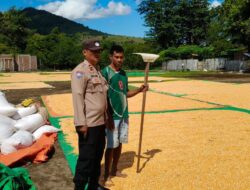 Intensifkan Pemantauan Ketahanan Pangan, Bhabinkamtibmas Polsek Kilo Dampingi Petani Jemur Jagung di Desa Kramat