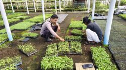 Bhabinkamtibmas Desa Kilang Sambangi Warga, Ajak Jaga Kamtibmas di Lingkungan Pembibitan