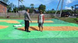 Pantau Panen Jagung Warga, Dorong Ketahanan Pangan