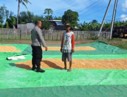 Pantau Panen Jagung Warga, Dorong Ketahanan Pangan