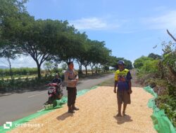 Bhabinkamtibmas Polsek Hu’u Pantau Panen Jagung Warga, Dukung Ketahanan Pangan Menuju Indonesia Emas 2045