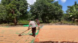 Polri Hadir di Lahan Pertanian, Bhabinkamtibmas Pekat Dorong Produktivitas Jagung Warga