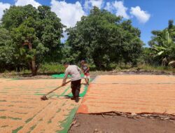 Polri Hadir di Lahan Pertanian, Bhabinkamtibmas Pekat Dorong Produktivitas Jagung Warga