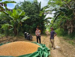 Bhabinkamtibmas Polsek Pekat Pantau Hasil Panen Jagung Warga, Dorong Partisipasi Ketahanan Pangan