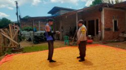 Pantau Penjemuran Jagung Warga, Dukung Ketahanan Pangan Nasional
