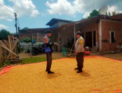 Pantau Penjemuran Jagung Warga, Dukung Ketahanan Pangan Nasional