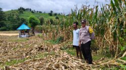 Bhabinkamtibmas Polsek Kilo Pantau Penjemuran Jagung Warga, Dukung Ketahanan Pangan Nasional