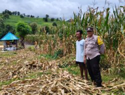 Bhabinkamtibmas Polsek Kilo Pantau Penjemuran Jagung Warga, Dukung Ketahanan Pangan Nasional