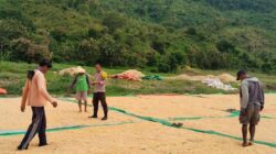 Polri Dampingi Petani, Panen Jagung 10 Ton di Woja Didorong Masuk Gudang Bulog