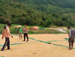 Polri Dampingi Petani, Panen Jagung 10 Ton di Woja Didorong Masuk Gudang Bulog