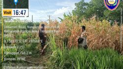 Sambang Lahan Jagung, Bhabinkamtibmas Beri Motivasi dan Edukasi Petani