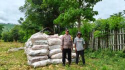 Pantau Aktivitas Panen Jagung Warga, Dukung Ketahanan Pangan Nasional