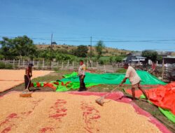 Pantau Penjemuran Jagung Warga, Dorong Inovasi Pertanian dan Ketahanan Pangan