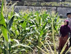 Optimalkan Lahan Tidur, Bhabinkamtibmas Labuapi Ajak Warga Wujudkan Pekarangan Bergizi