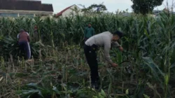 Program Ketahanan Pangan Polsek Labuapi Sasar Pekarangan