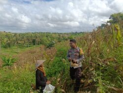Monitoring Panen Jagung, Bhabinkamtibmas Desa Wakan Pastikan Kegiatan Warga Berjalan Lancar