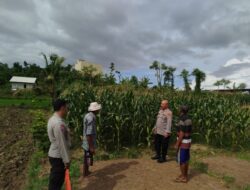 Kapolsek Sakra Silaturahmi dengan Petani Jagung, Dorong Ketahanan Pangan Nasional