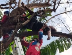 Pengaruh Sabu dan Miras, Seorang ABK di Tambora Tidur Pulas di atas Pohon