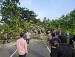 Pohon Tumbang di Jalan Raya Sekotong, Polisi Pastikan Tidak Ada Korban